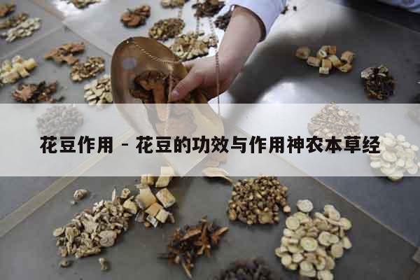 花豆作用 - 花豆的功效與作用神農本草經
