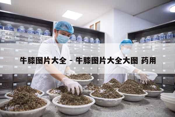 牛膝圖片大全 - 牛膝圖片大全大圖 藥用