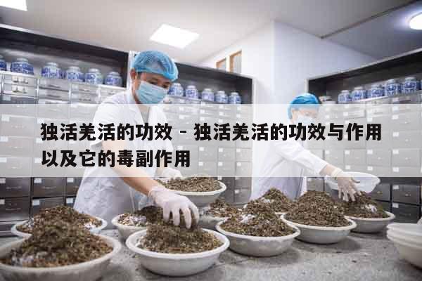 獨活羌活的功效 - 獨活羌活的功效與作用以及它的毒副作用