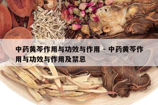 中藥黃芩作用與功效與作用 - 中藥黃芩作用與功效與作用及禁忌 中藥黃芩作用與功效與作用 - 中藥黃芩作用與功效與作用及禁忌