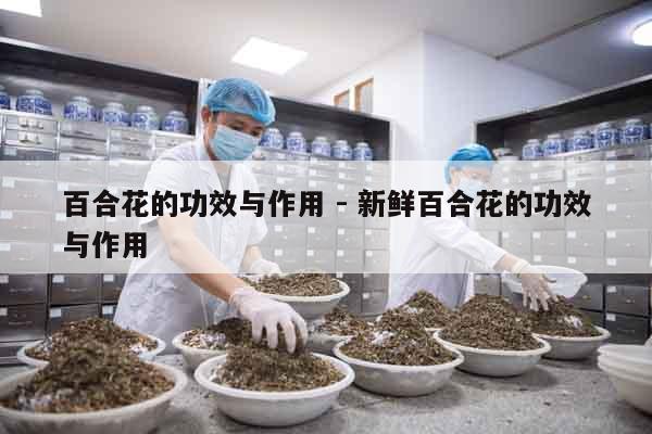 百合花的功效與作用 - 新鮮百合花的功效與作用