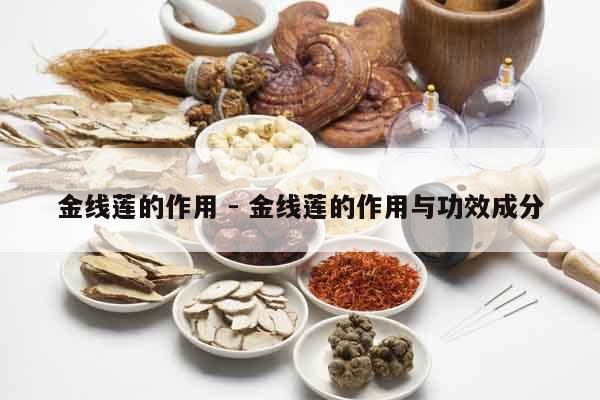 金線蓮的作用 - 金線蓮的作用與功效成分