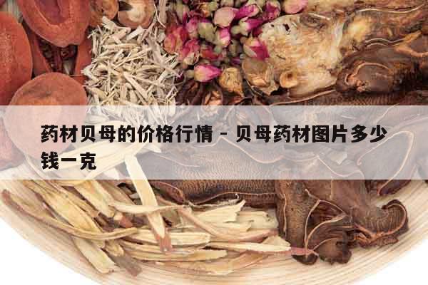 藥材貝母的價格行情 - 貝母藥材圖片多少錢一克