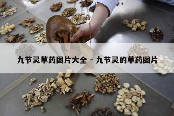 九節靈草藥圖片大全 - 九節靈的草藥圖片