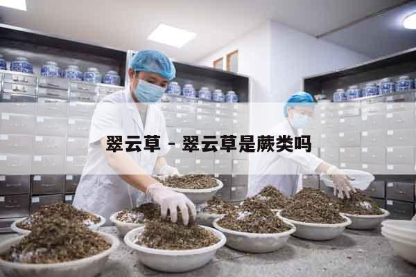 翠云草 - 翠云草是蕨類嗎