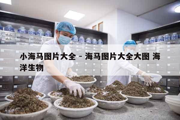 小海馬圖片大全 - 海馬圖片大全大圖 海洋生物