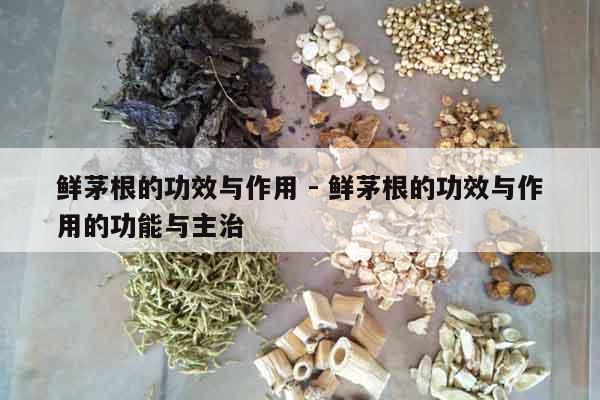 鮮茅根的功效與作用 - 鮮茅根的功效與作用的功能與主治