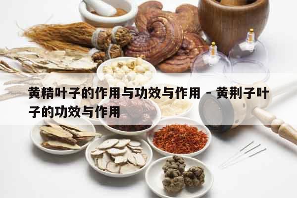 黃精葉子的作用與功效與作用 - 黃荊子葉子的功效與作用