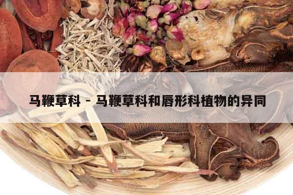 馬鞭草科 - 馬鞭草科和唇形科植物的異同