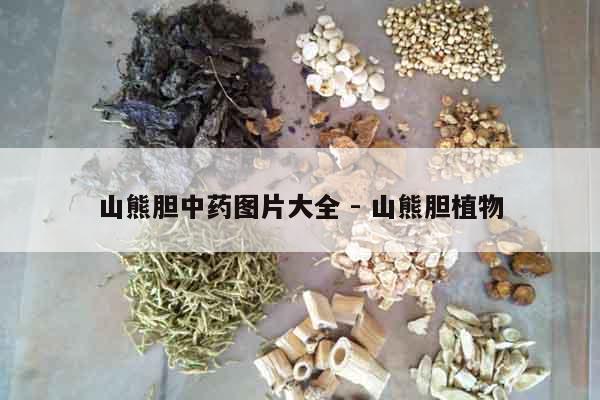 山熊膽中藥圖片大全 - 山熊膽植物