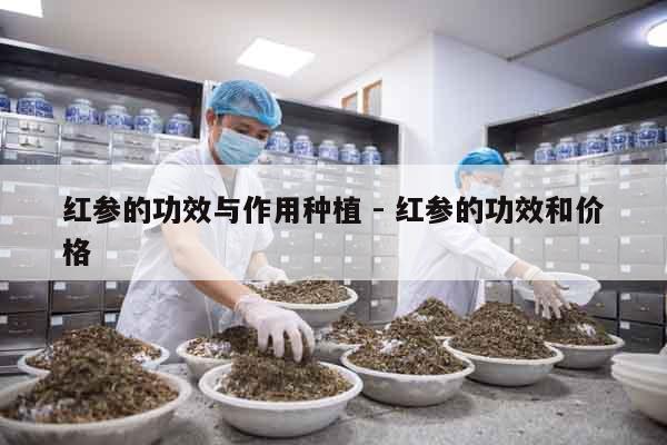 紅參的功效與作用種植 - 紅參的功效和價格