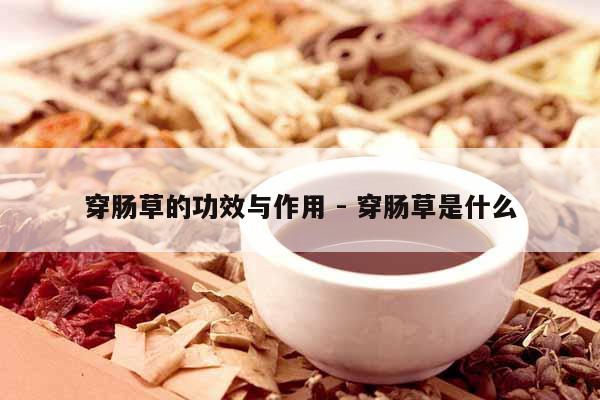 穿腸草的功效與作用 - 穿腸草是什么