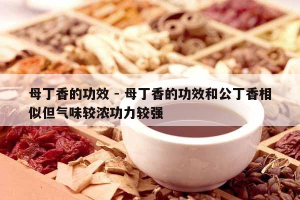 母丁香的功效 - 母丁香的功效和公丁香相似但氣味較濃功力較強