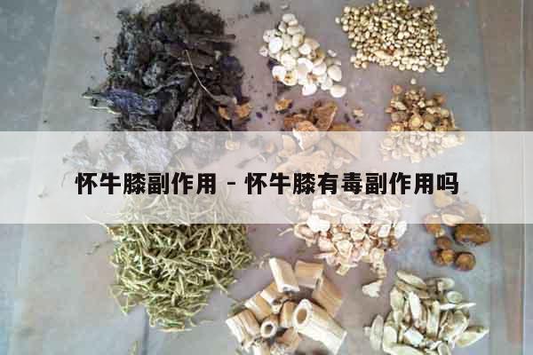 懷牛膝副作用 - 懷牛膝有毒副作用嗎