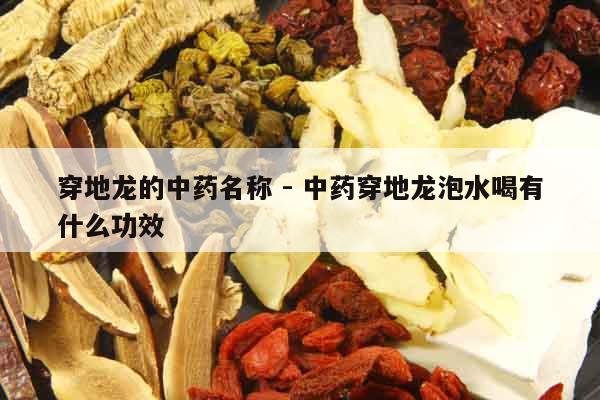穿地龍的中藥名稱 - 中藥穿地龍泡水喝有什么功效