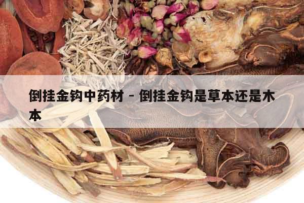 倒掛金鉤中藥材 - 倒掛金鉤是草本還是木本