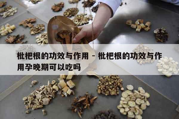 枇杷根的功效與作用 - 枇杷根的功效與作用孕晚期可以吃嗎