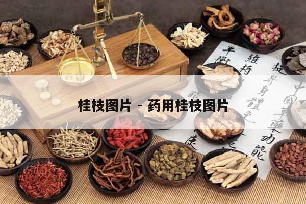 桂枝圖片 - 藥用桂枝圖片