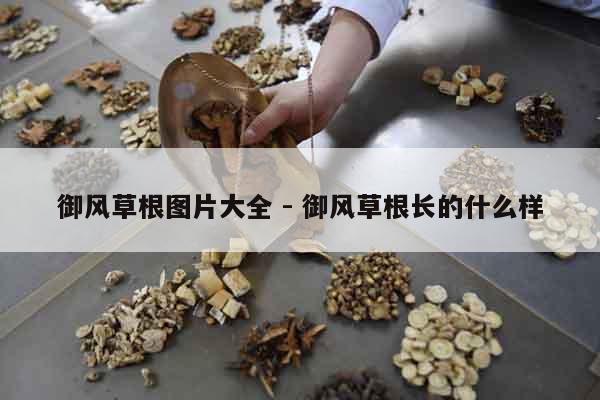 御風(fēng)草根圖片大全 - 御風(fēng)草根長的什么樣