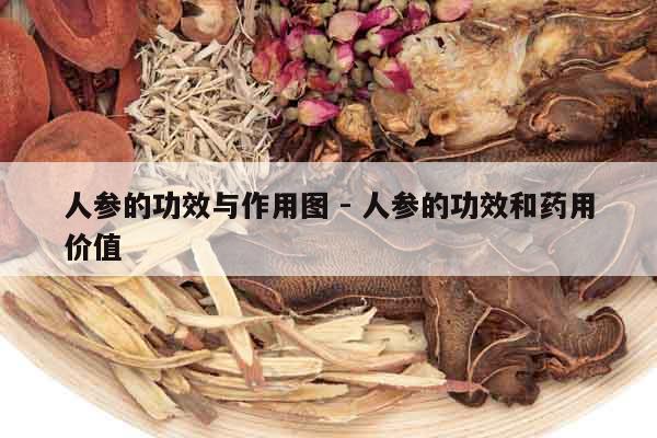 人參的功效與作用圖 - 人參的功效和藥用價值 人參的功效與作用圖 - 人參的功效和藥用價值