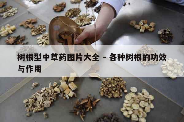 樹根型中草藥圖片大全 - 各種樹根的功效與作用