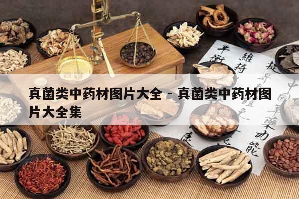 真菌類中藥材圖片大全 - 真菌類中藥材圖片大全集 真菌類中藥材圖片大全 - 真菌類中藥材圖片大全集