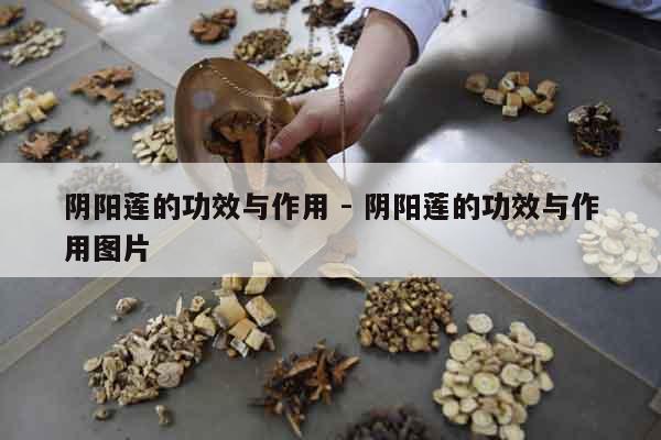 陰陽蓮的功效與作用 - 陰陽蓮的功效與作用圖片