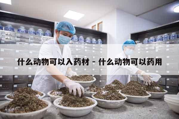 什么動物可以入藥材 - 什么動物可以藥用
