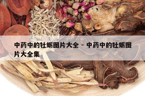 中藥中的牡蠣圖片大全 - 中藥中的牡蠣圖片大全集