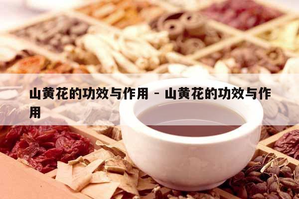 山黃花的功效與作用 - 山黃花的功效與作用