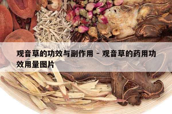 觀音草的功效與副作用 - 觀音草的藥用功效用量圖片