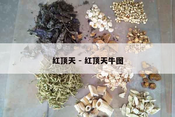 紅頂天 - 紅頂天牛圖