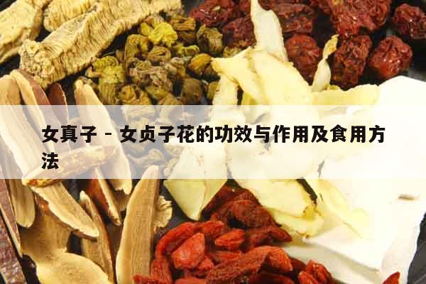 女真子 - 女貞子花的功效與作用及食用方法