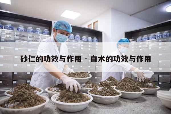 砂仁的功效與作用 - 白術(shù)的功效與作用