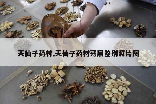 天仙子藥材,天仙子藥材薄層鑒別照片圖