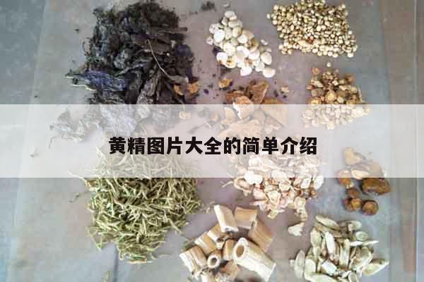 黃精圖片大全的簡單介紹