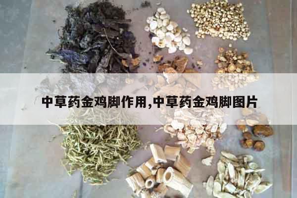 中草藥金雞腳作用,中草藥金雞腳圖片