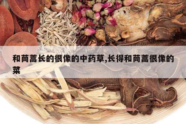 和茼蒿長的很像的中藥草,長得和茼蒿很像的菜