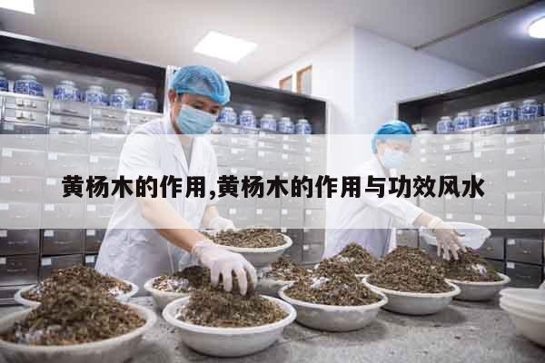黃楊木的作用,黃楊木的作用與功效風水