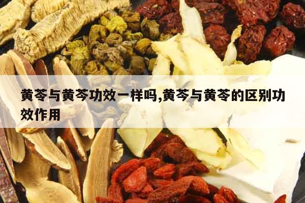 黃苓與黃芩功效一樣嗎,黃芩與黃苓的區別功效作用